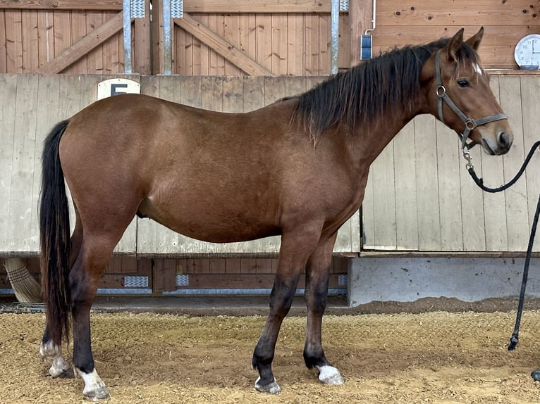 Caballo Leonharder Semental 1 año 143 cm Castaño in Grabenst&#xE4;tt