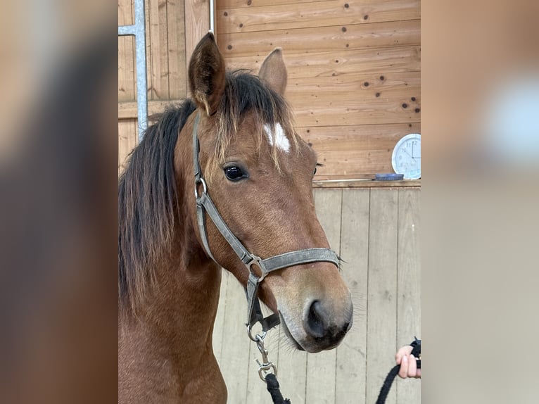 Caballo Leonharder Semental 2 años 143 cm Castaño in Grabenstätt