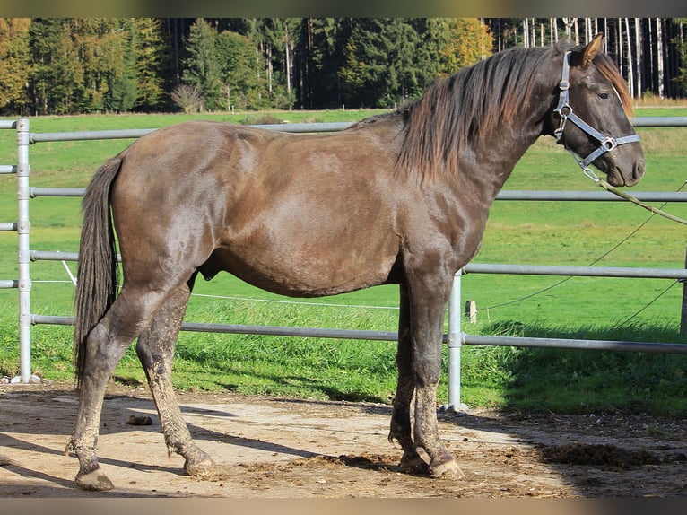 Caballo Leonharder Semental 2 años 152 cm Castaño in Grabenstätt