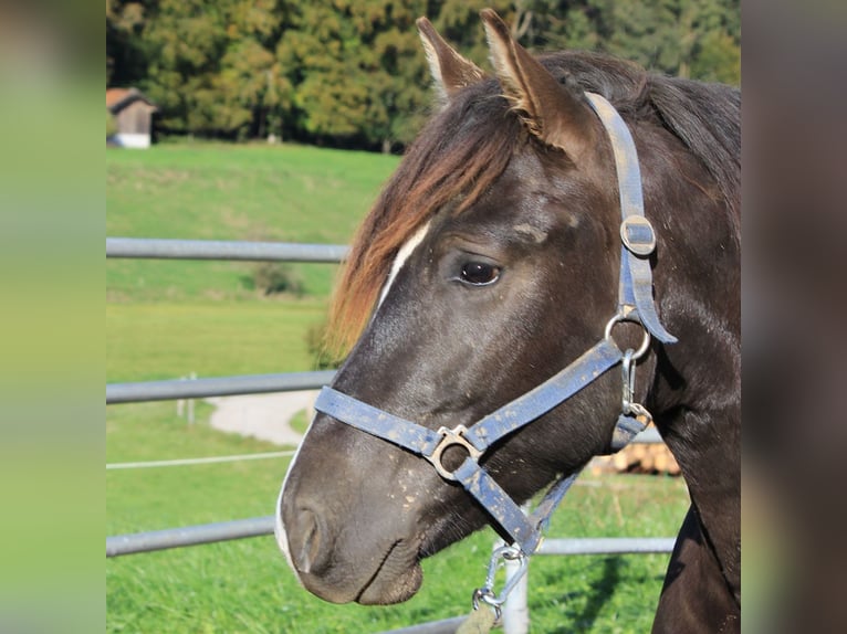 Caballo Leonharder Semental 2 años 152 cm Castaño in Grabenstätt