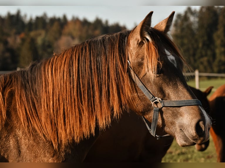 Caballo Leonharder Semental 2 años 158 cm Bayo in Grabenstätt