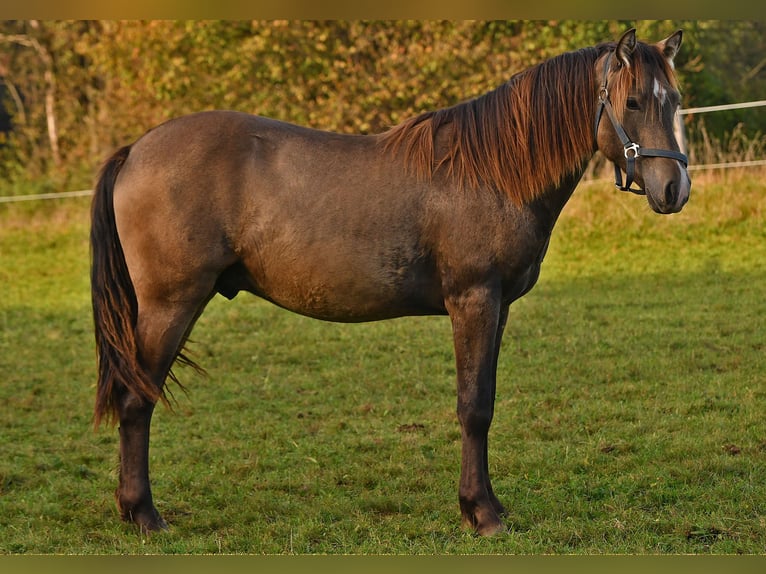 Caballo Leonharder Semental 2 años 158 cm Bayo in Grabenstätt