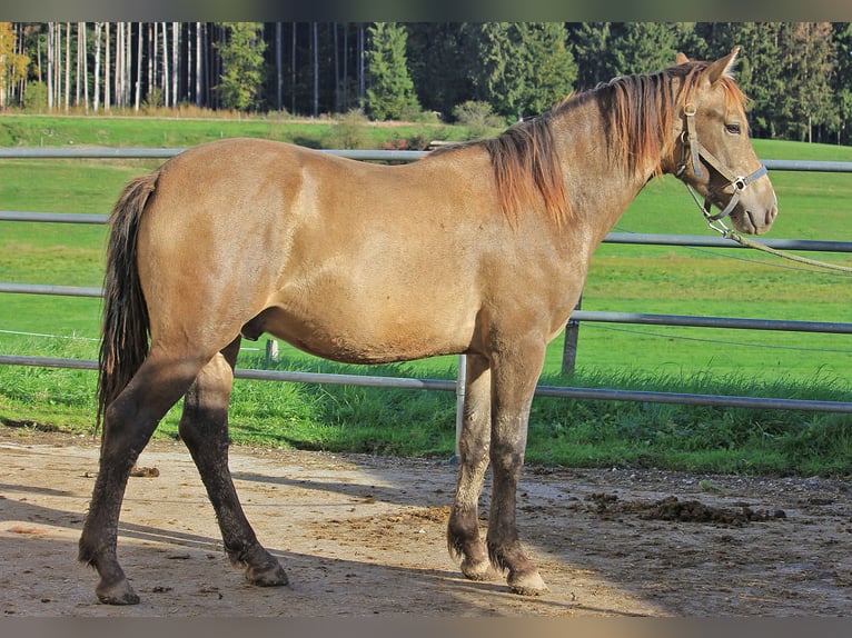 Caballo Leonharder Semental 2 años 158 cm Bayo in Grabenstätt