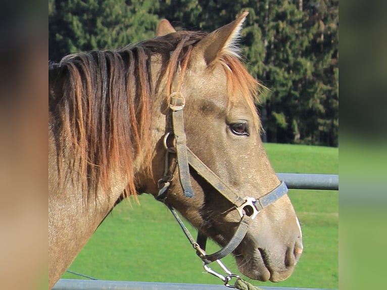 Caballo Leonharder Semental 2 años 158 cm Bayo in Grabenstätt