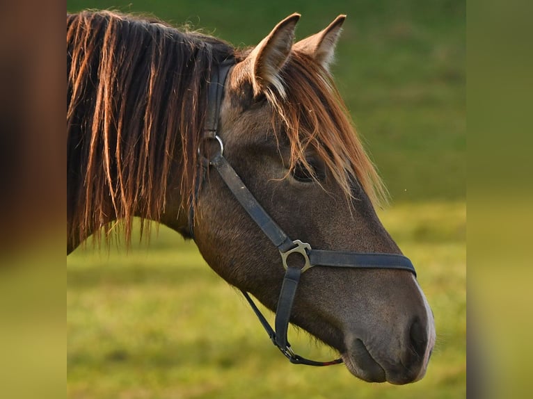 Caballo Leonharder Semental 2 años 158 cm Bayo in Grabenstätt