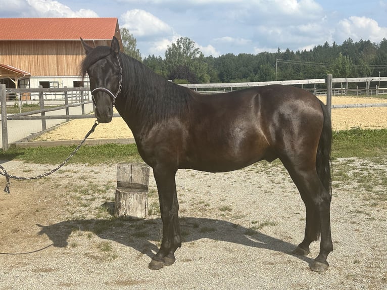Caballo Leonharder Semental 2 años 158 cm Negro in Grabenstätt