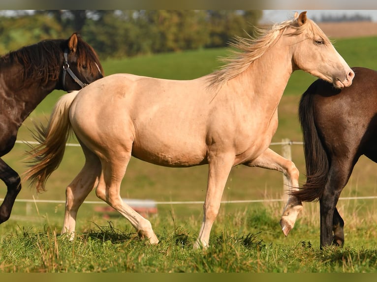 Caballo Leonharder Semental 2 años 158 cm Palomino in Grabenstätt