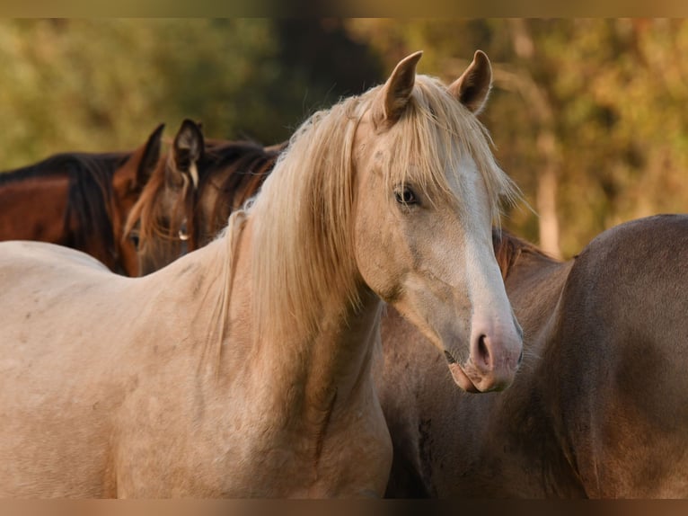 Caballo Leonharder Semental 2 años 158 cm Palomino in Grabenstätt