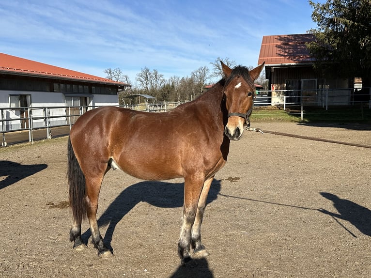 Caballo Leonharder Semental 2 años 160 cm Castaño in Grabenstätt