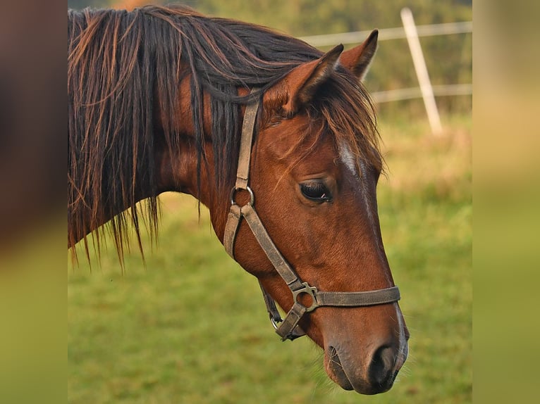 Caballo Leonharder Semental 2 años 160 cm Castaño in Grabenstätt