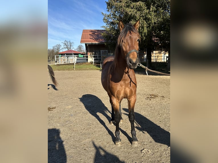 Caballo Leonharder Semental 2 años 160 cm Castaño in Grabenstätt