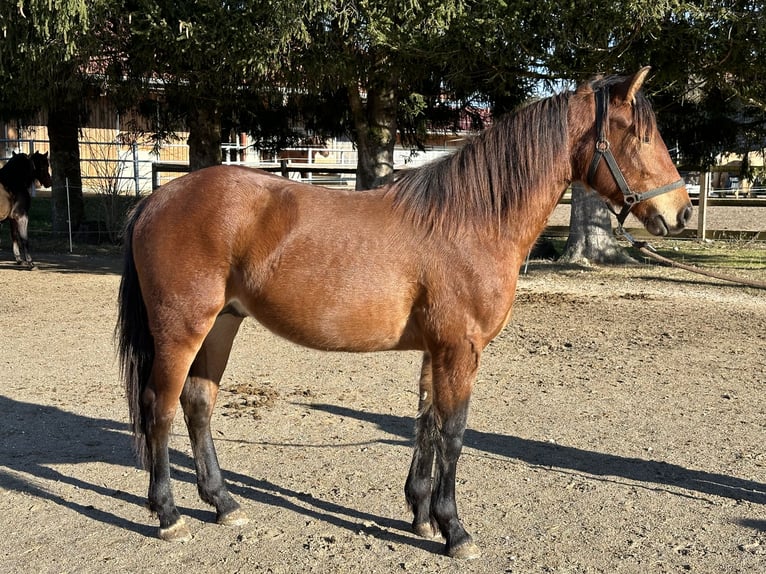 Caballo Leonharder Semental 2 años 160 cm Castaño in Grabenstätt