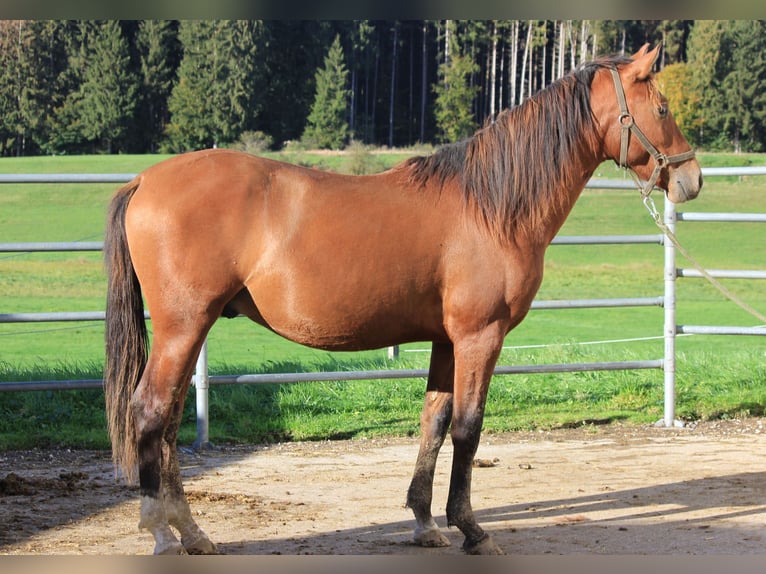 Caballo Leonharder Semental 2 años 160 cm Castaño in Grabenstätt