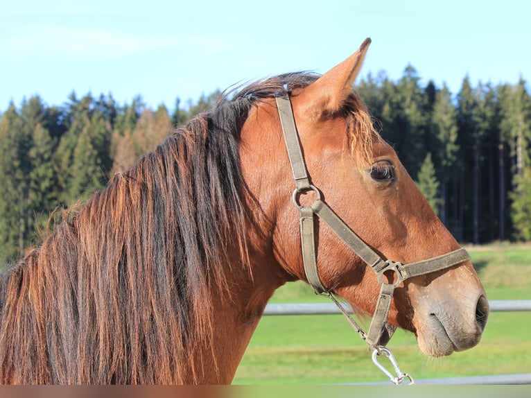 Caballo Leonharder Semental 2 años 160 cm Castaño in Grabenstätt