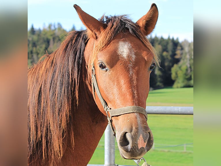 Caballo Leonharder Semental 2 años 160 cm Castaño in Grabenstätt