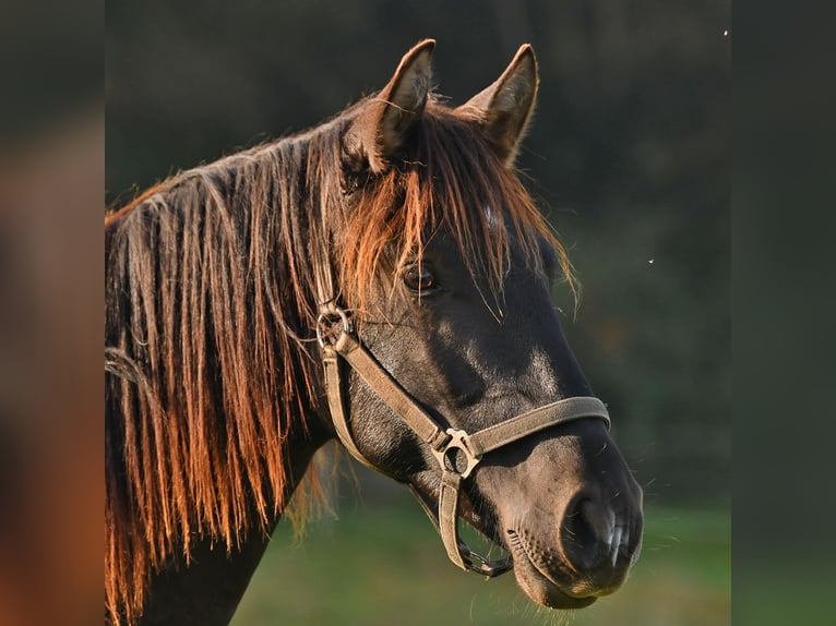 Caballo Leonharder Semental 2 años 160 cm Castaño oscuro in Grabenstätt