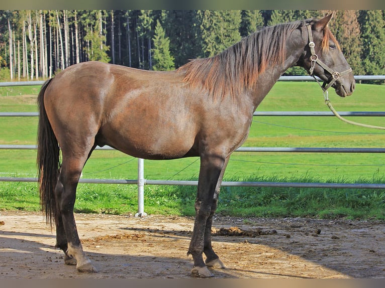 Caballo Leonharder Semental 2 años 160 cm Castaño oscuro in Grabenstätt