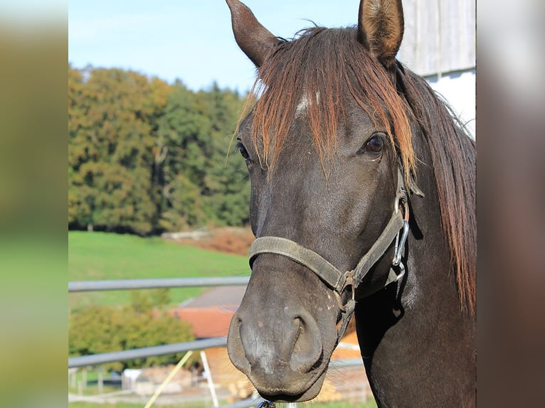 Caballo Leonharder Semental 2 años 160 cm Castaño oscuro in Grabenstätt