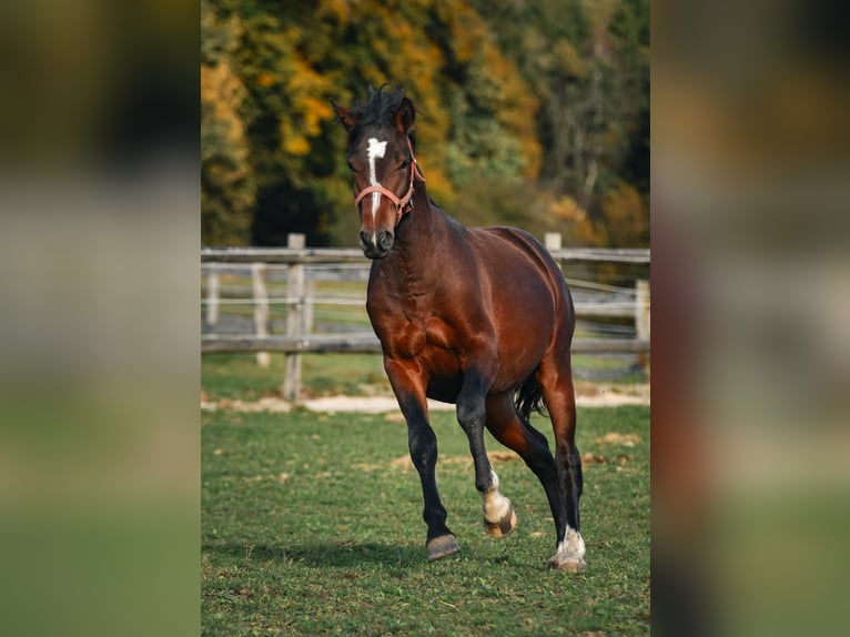 Caballo Leonharder Semental 3 años 150 cm Castaño in Grabenstätt