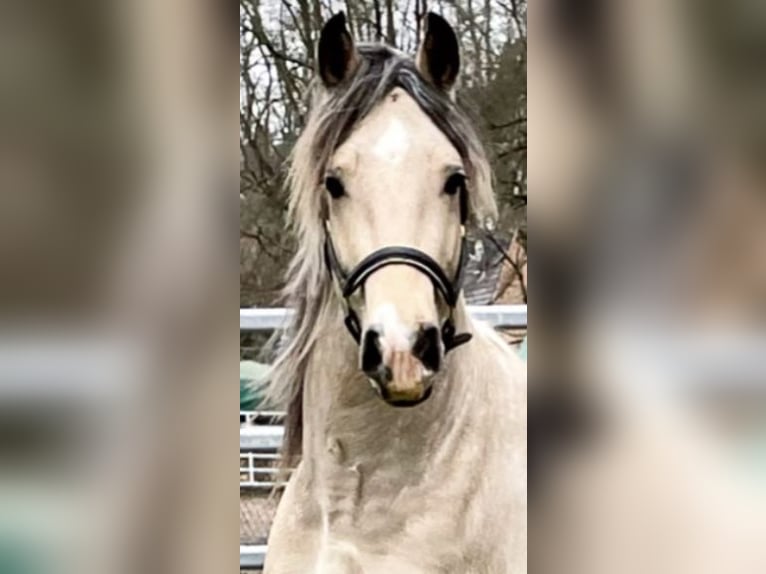 Caballo Leonharder Yegua 3 años 150 cm Alazán in Karstädt