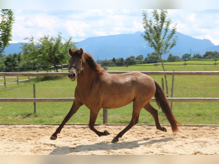 Caballo Leonharder Yegua 3 años 150 cm Bayo in Grabenstätt