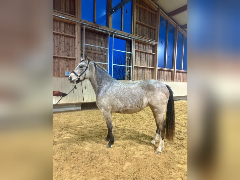 Caballo Leonharder Yegua 3 años 153 cm Bayo in Grabenstätt