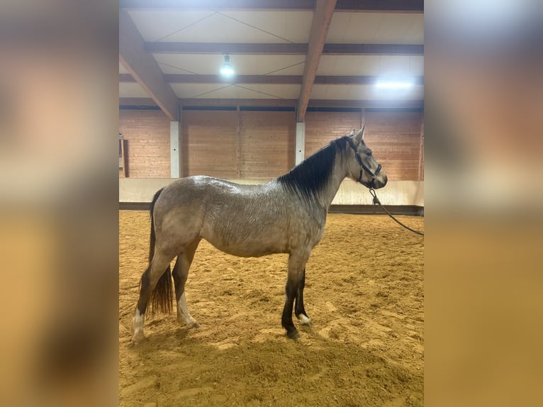 Caballo Leonharder Yegua 3 años 153 cm Bayo in Grabenstätt