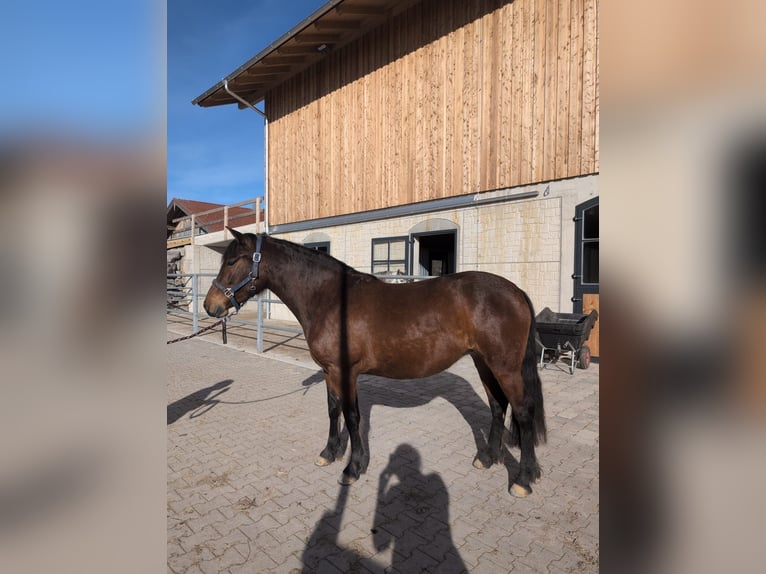 Caballo Leonharder Yegua 3 años 156 cm Castaño in Grabenstätt