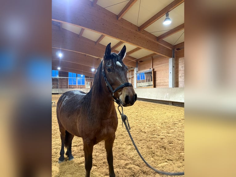 Caballo Leonharder Yegua 3 años 156 cm Castaño in Grabenstätt