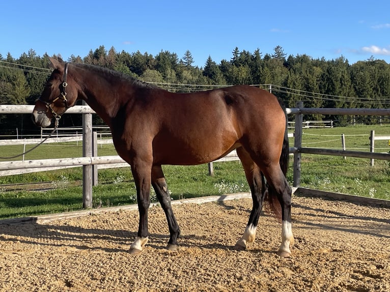 Caballo Leonharder Yegua 3 años 158 cm Castaño in Grabenstätt