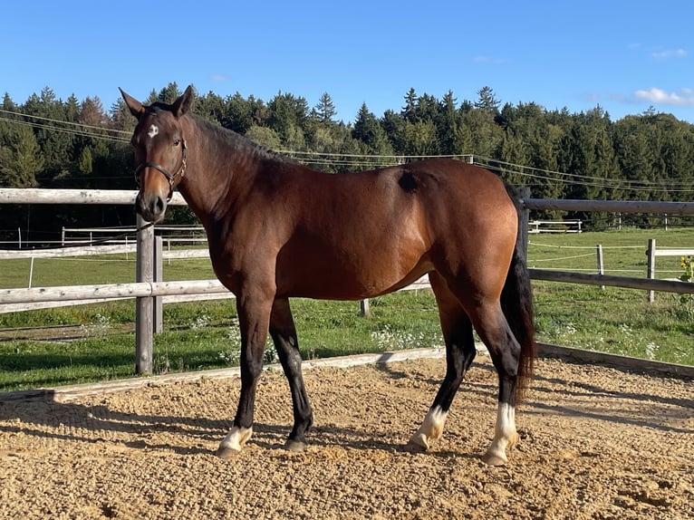 Caballo Leonharder Yegua 3 años 158 cm Castaño in Grabenstätt