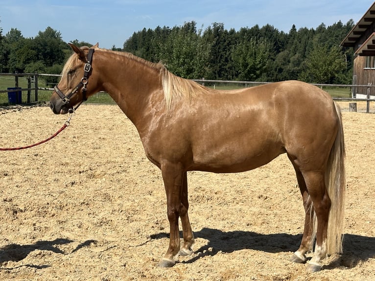 Caballo Leonharder Yegua 4 años 153 cm Alazán in Grabenstätt