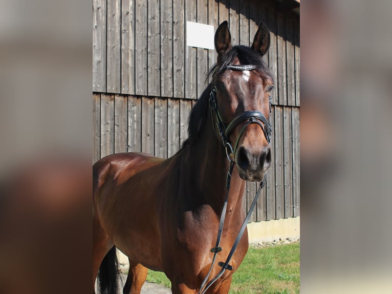 Caballo Letón Caballo castrado 10 años 165 cm Castaño in Wiesbaden