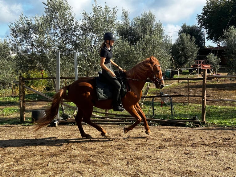 Caballo Letón Mestizo Caballo castrado 11 años 158 cm Alazán in Nogueira do Cravo