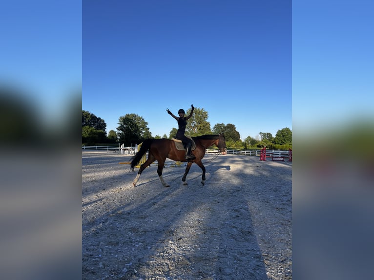 Caballo Letón Caballo castrado 11 años 168 cm Castaño in Sucha Koszalińska