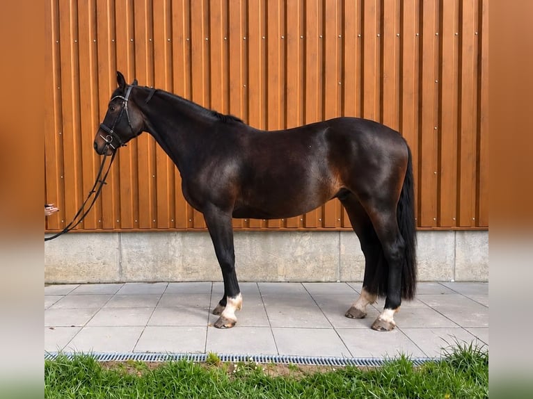 Caballo Letón Caballo castrado 11 años 170 cm Castaño oscuro in Fehmarn