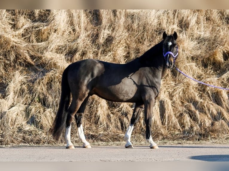 Caballo Letón Caballo castrado 12 años 163 cm Negro in Riga