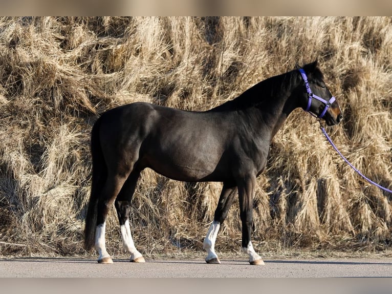 Caballo Letón Caballo castrado 12 años 163 cm Negro in Riga