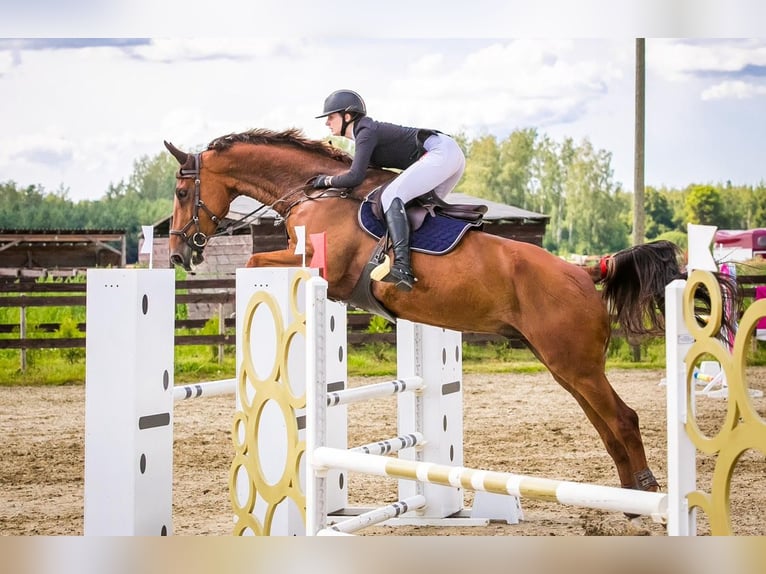 Caballo Letón Caballo castrado 12 años 174 cm Alazán-tostado in Niitvälja, Harju maakond