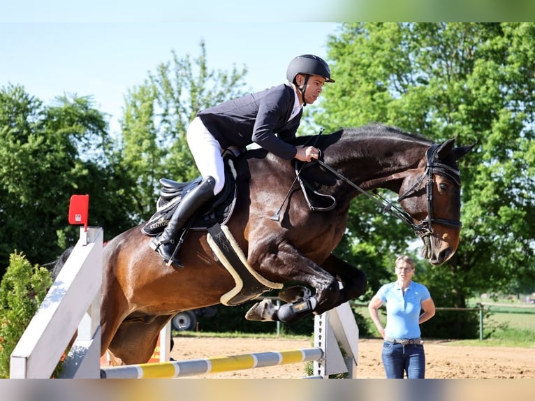 Caballo Letón Caballo castrado 12 años 180 cm Castaño oscuro in Bobingen