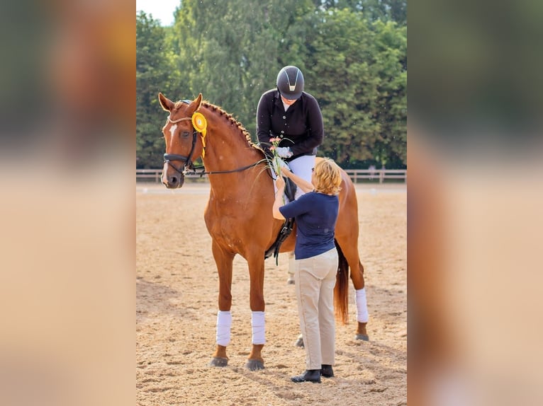 Caballo Letón Caballo castrado 12 años 181 cm Alazán-tostado in Jelgava