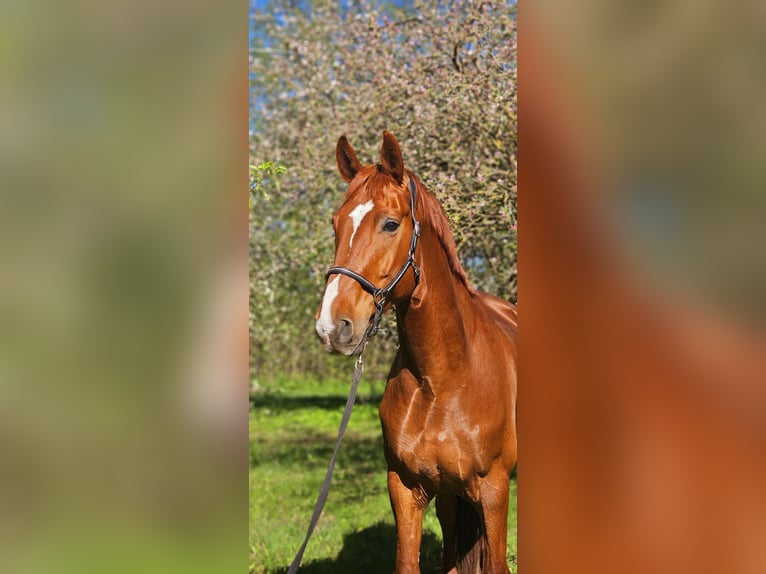 Caballo Letón Caballo castrado 12 años 181 cm Alazán-tostado in Jelgava