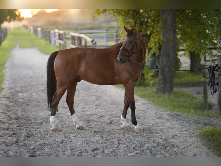 Caballo Letón Caballo castrado 14 años 175 cm Castaño claro in Neuss