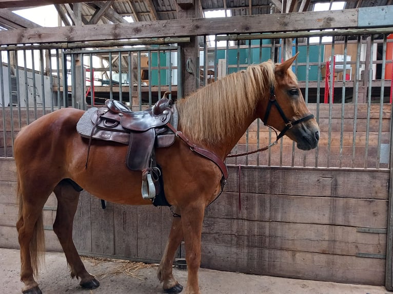 Caballo Letón Caballo castrado 16 años 173 cm Alazán in Friesenhagen