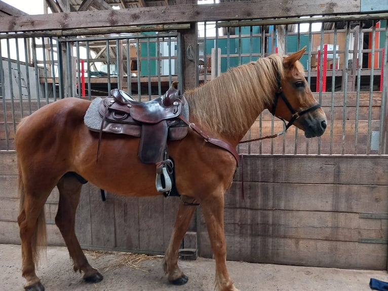 Caballo Letón Caballo castrado 17 años 173 cm Alazán in Friesenhagen