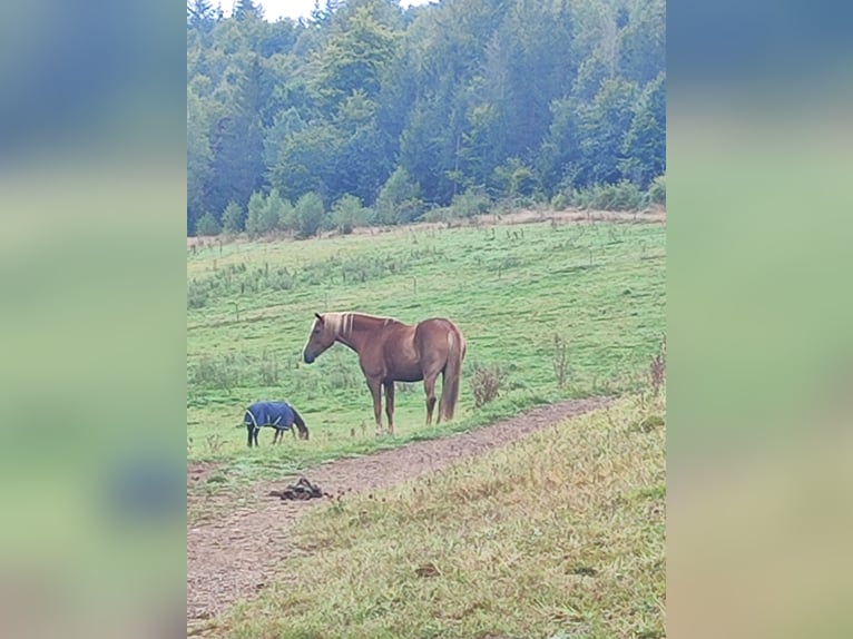 Caballo Letón Caballo castrado 17 años 173 cm Alazán in Friesenhagen