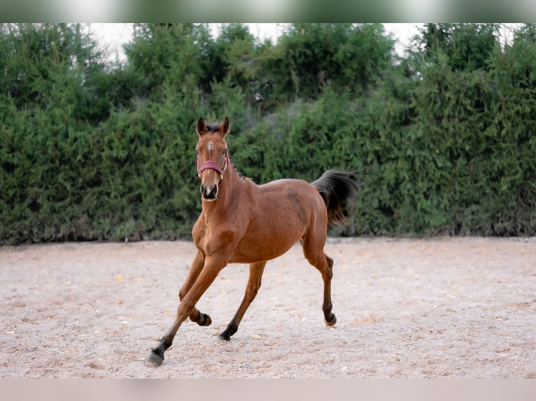 Caballo Letón Mestizo Caballo castrado 1 año 160 cm Castaño rojizo in Grybėnai