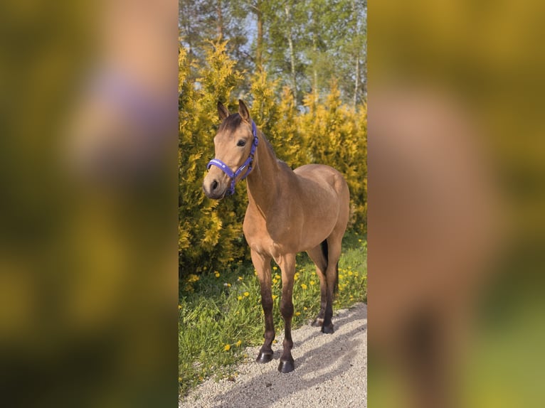 Caballo Letón Mestizo Caballo castrado 3 años 155 cm Buckskin/Bayo in Jelgava