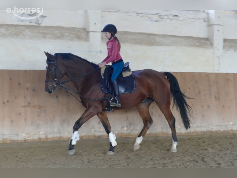 Caballo Letón Caballo castrado 4 años 165 cm Castaño in Ganschow
