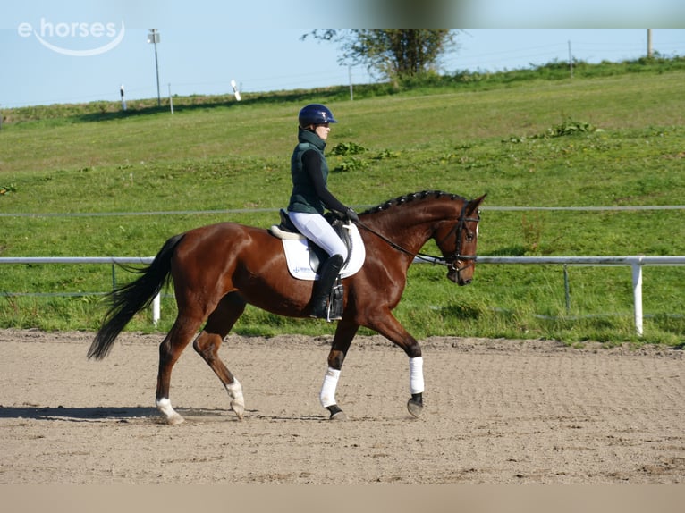 Caballo Letón Caballo castrado 4 años 166 cm Castaño in Ganschow